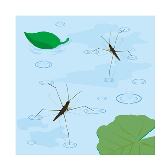 Water striders inhabit Water striders inhabit
