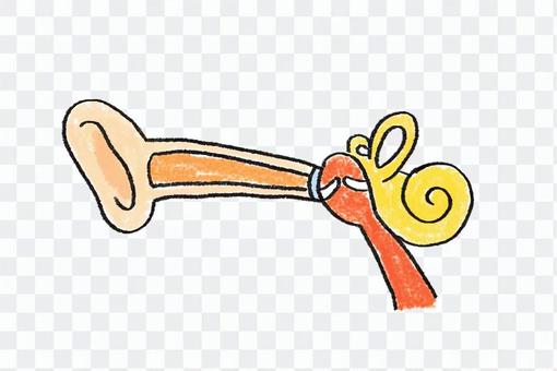 耳の構造のイラスト 耳の構造のイラスト