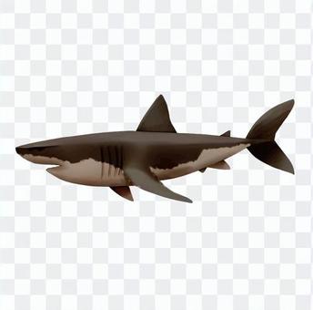 White shark shark White shark shark