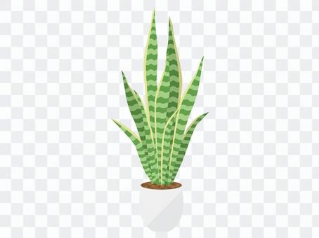 Foliage plant Foliage plant
