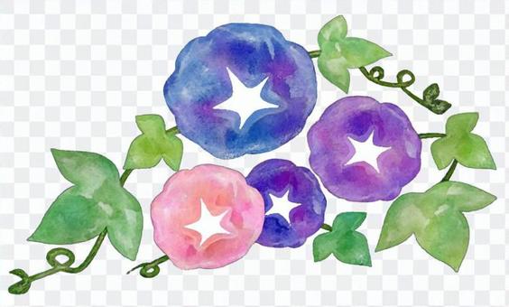 Morning glory watercolor (astringent atmosphere) Morning glory watercolor (astringent atmosphere)