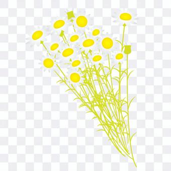 Chamomile ② Chamomile ②