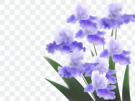 German iris German iris