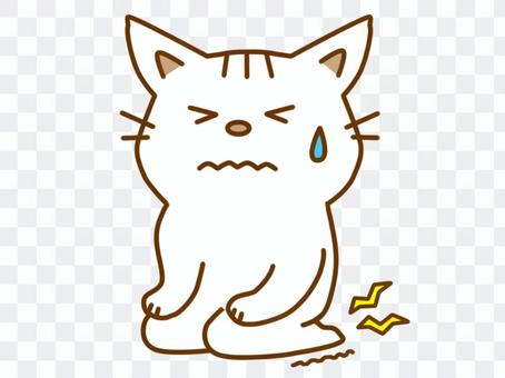 White cat with numb legs White cat with numb legs