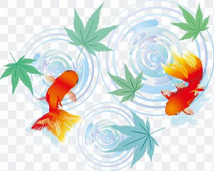 Goldfish Illustration Blue Autumn Leaves Spring Early Summer June July August Water Surface Goldfish Illustration Blue Autumn Leaves Spring Early Summer June July August Water Surface