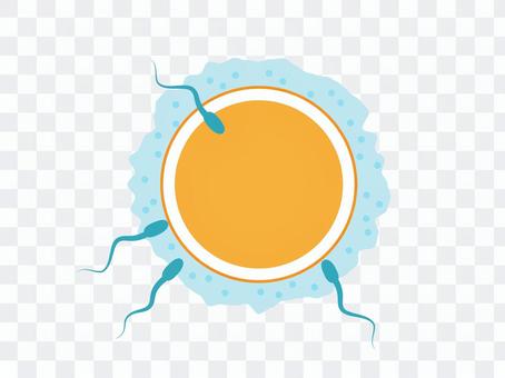 Fertilized egg Fertilized egg