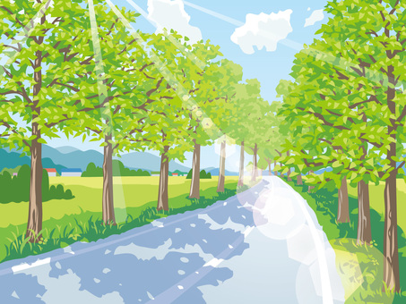 Tree-lined road Tree-lined road