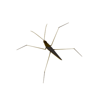 Water striders Water striders