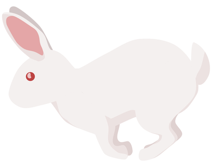Rabbit white rabbit running Rabbit white rabbit running