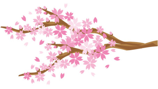 Cherry Blossoms Cherry Blossoms