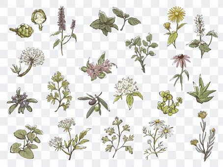 Handwritten herbs assortment 1 Handwritten herbs assortment 1