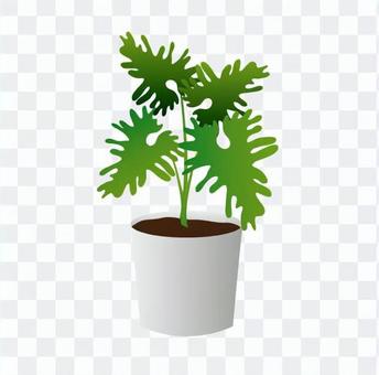 Foliage plant Foliage plant