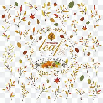 Leaf / leaf / fallen leaves / autumn stock set Leaf / leaf / fallen leaves / autumn stock set