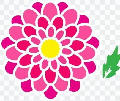 Peony _ Pink Peony _ Pink