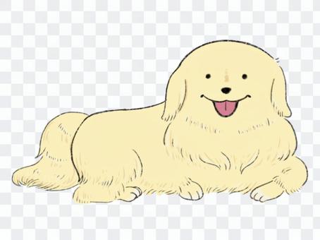 ゴールデンレトリーバ ゴールデンレトリーバ