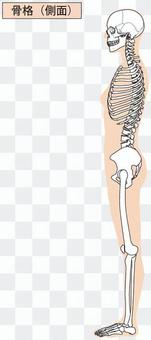 Whole body skeleton (side) Whole body skeleton (side)