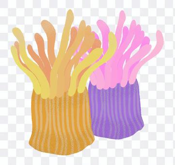 Illustration of sea anemone Illustration of sea anemone