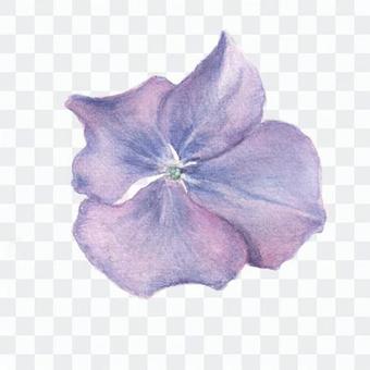 Hana 15 - Blue Hydrangea Hana 15 - Blue Hydrangea