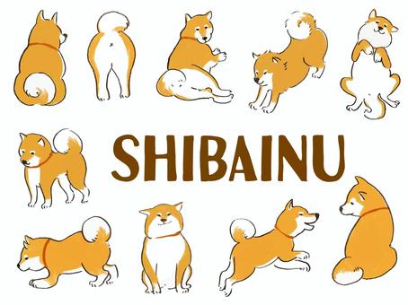 Shiba Inu Shiba Inu