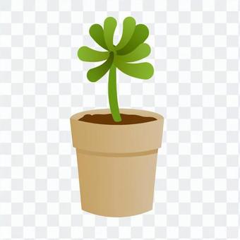 Foliage plant Foliage plant