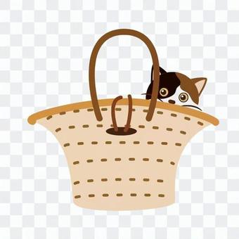 Going cat Going cat