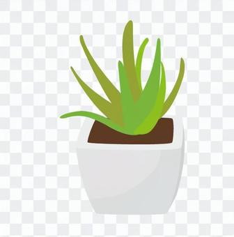 Foliage plant Foliage plant