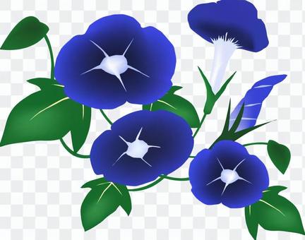 morning glory morning glory