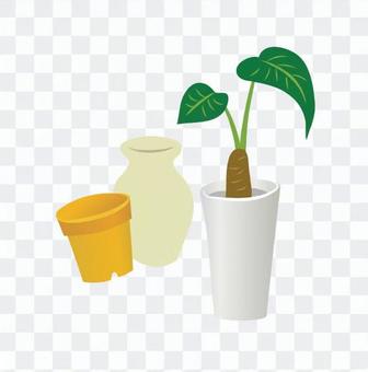 Foliage plant Foliage plant
