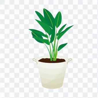 Foliage plant Foliage plant