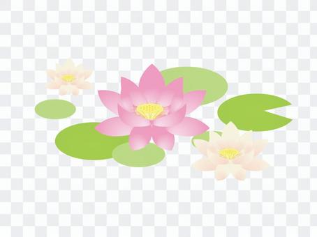 莲花 莲花