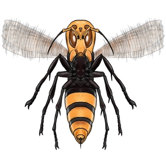 Giant hornet or giant bee monster flapping its wings Giant hornet or giant bee monster flapping its wings