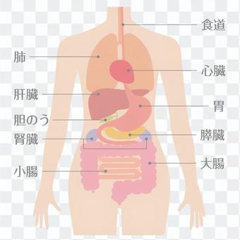 Human body (organs / internal organs) Human body (organs / internal organs)