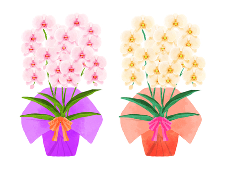 Phalaenopsis orchid (present) Phalaenopsis orchid (present)