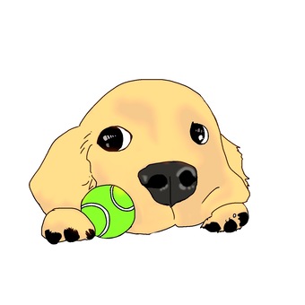 Golden retriever Golden retriever