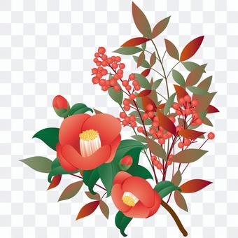 Illustration of camellia and southern sky Illustration of camellia and southern sky