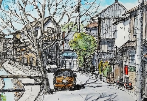 Roadside trees in a residential area Roadside trees in a residential area