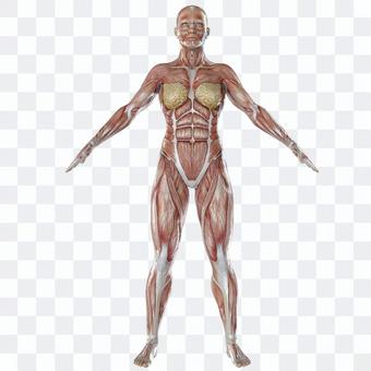Skeletal muscle female front Skeletal muscle female front