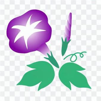 Purple morning glory illustration Purple morning glory illustration