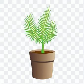 Foliage plant Foliage plant