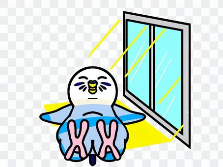Budgerigar Hinata Bokko 2 Budgerigar Hinata Bokko 2