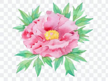 Peony ★ 0407-F Peony ★ 0407-F