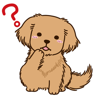 Golden retriever wondering Golden retriever wondering