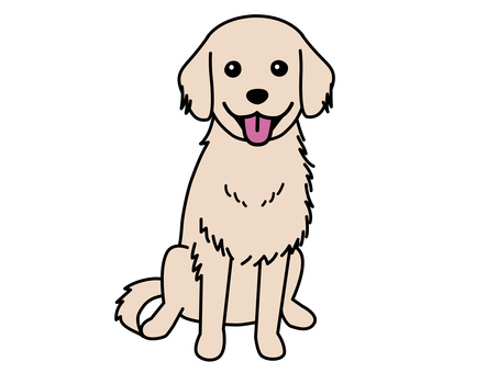 Golden retriever Golden retriever