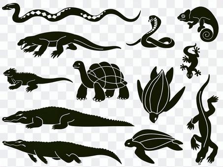 Animal - Reptile Animal - Reptile