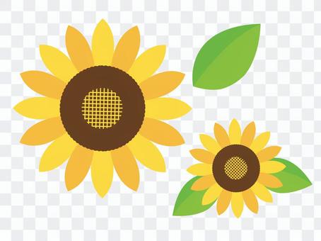 向日葵(向日葵) 向日葵(向日葵)