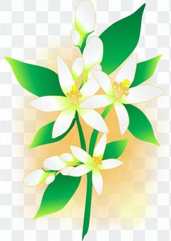 Mandarin orange flowers Mandarin orange flowers