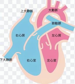 Human body _ cardiac cross section Human body _ cardiac cross section