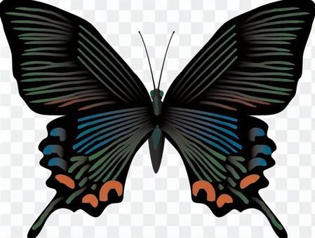 Yaeyama Chinese peacock butterfly Insects Catch insects Yaeyama Chinese peacock butterfly Insects Catch insects