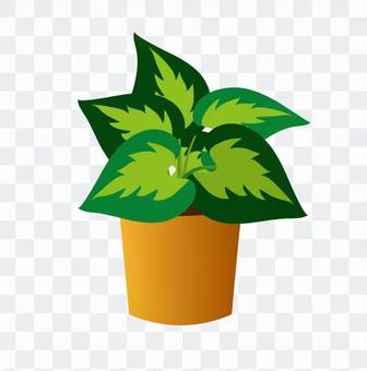 Foliage plant Foliage plant