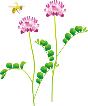 Astragalus and honeybee Astragalus and honeybee